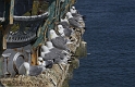 gulls MP